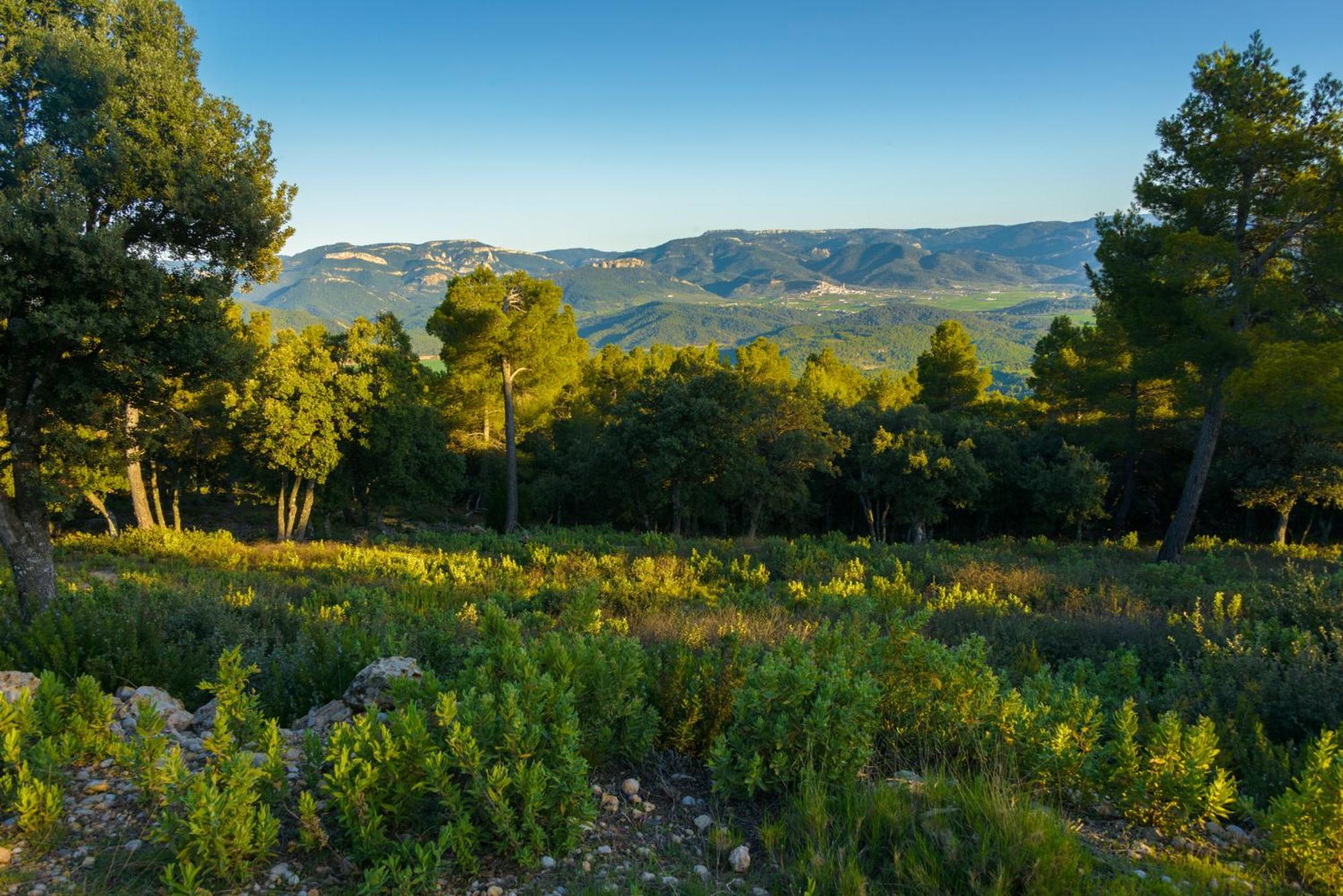 Torre Del Marques Hotel Spa & Winery - Small Luxury Hotels Monroyo Eksteriør billede